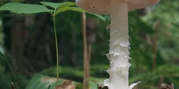 죽음의 버섯’ 독우산광대버섯, 캘리포니아 전역 공포 확산