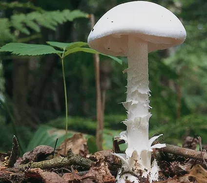 죽음의 버섯’ 독우산광대버섯, 캘리포니아 전역 공포 확산