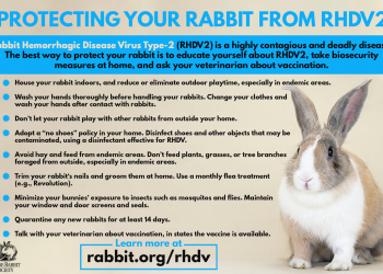 노스캐롤라이나 데어 카운티서 치명적 ‘토끼 출혈병(RHDV2)’ 첫 확진