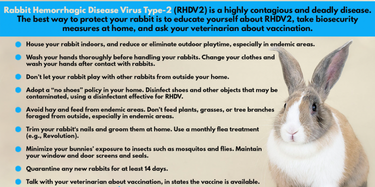 노스캐롤라이나 데어 카운티서 치명적 ‘토끼 출혈병(RHDV2)’ 첫 확진