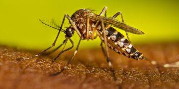 CDC, 뎅기열 확산에 전 세계 16개국 여행경보 발령… “해외여행객 주의 당부”