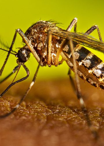 CDC, 뎅기열 확산에 전 세계 16개국 여행경보 발령… “해외여행객 주의 당부”