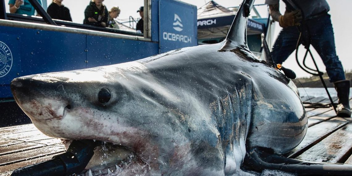 “봄방학 앞두고 노스캐롤라이나 해안서 백상아리 포착… 관광객 주의”