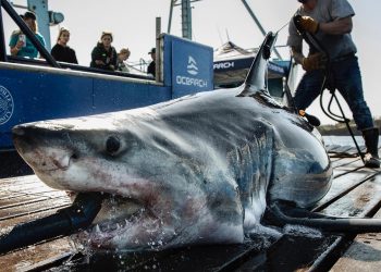 “봄방학 앞두고 노스캐롤라이나 해안서 백상아리 포착… 관광객 주의”