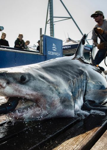 “봄방학 앞두고 노스캐롤라이나 해안서 백상아리 포착… 관광객 주의”