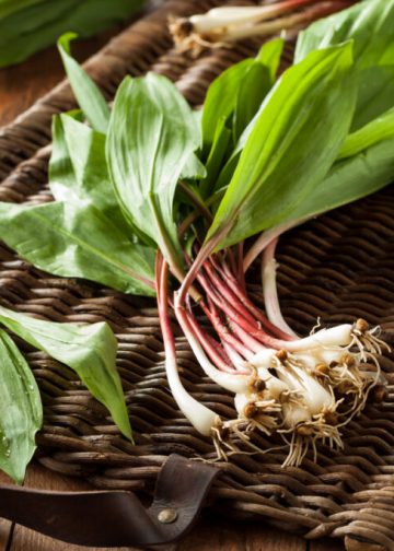 노스캐롤라이나 ‘명이나물(Ramps)’ 채취 주의보… “무허가 시 거액 벌금”