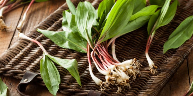 노스캐롤라이나 ‘명이나물(Ramps)’ 채취 주의보… “무허가 시 거액 벌금”