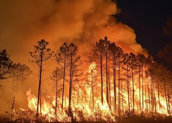 조지아 남부 산불 ‘비상사태’ 선포… 91개 카운티 소각 전면 금지