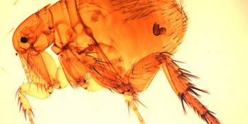 LA 카운티 ‘벼룩 매개 발진티푸스’ 역대 최대 확산… 감염자 220명·90% 입원