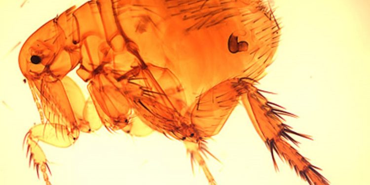 LA 카운티 ‘벼룩 매개 발진티푸스’ 역대 최대 확산… 감염자 220명·90% 입원