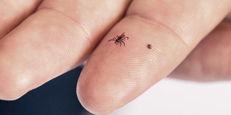 라임병 백신 개발 진전…미국 연간 47만 명 감염 “FDA 승인 여부 주목”